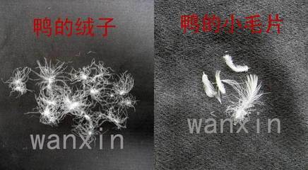 厂家直供新国标90%白鸭绒 苏州万新羽绒制品的品质之选